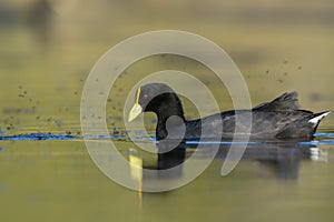 White winged coot, diving to look for food, La Pampa