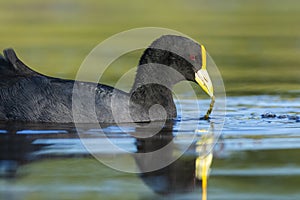 White winged coot, diving to look for food, La Pampa