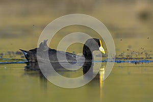 White winged coot, diving to look for food, La Pampa