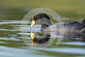 White winged coot, diving to look for food, La Pampa province,