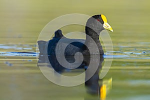 White winged coot, diving to look for food, La Pampa province,