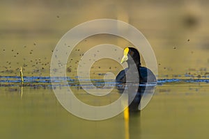 White winged coot, diving to look for food, La Pampa province,