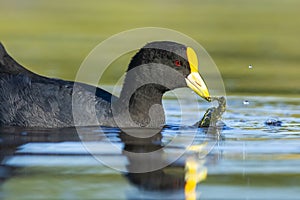 White winged coot, diving to look for food, La Pampa province,