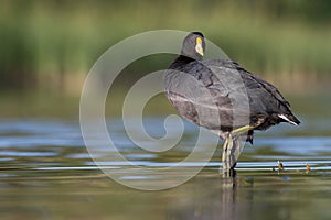 A white winged coot looking at the camera