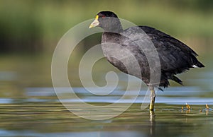 A white winged coot photographed in Argentina