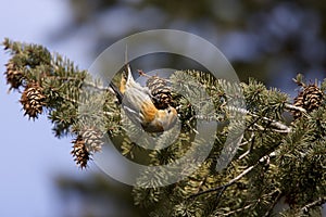 White-winged Crossbill Female  804980