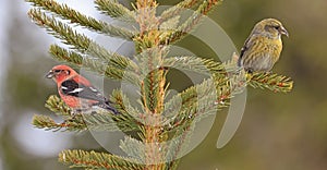 White winged Crossbill female perched on a fir branch in the forest
