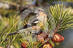 White-winged Crossbill (Loxia leucoptera)