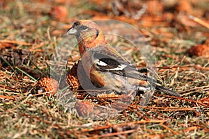 White-winged Crossbill (Loxia leucoptera) photo