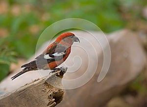 White-winged Crossbill, Loxia leucoptera photo