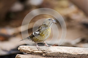 White-winged Crossbill, Loxia leucoptera photo