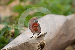 White-winged Crossbill, Loxia leucoptera photo