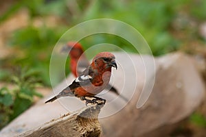 White-winged Crossbill, Loxia leucoptera photo