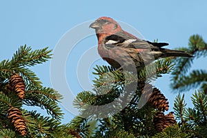 White-winged Crossbill - Loxia leucoptera photo