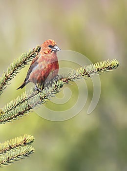 White winged Crossbill male perched in a fir,