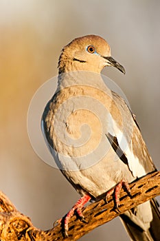White Winged Dove