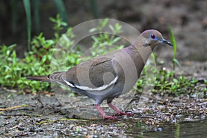 White-winged Dove