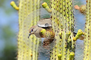 White-winged dove