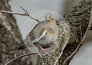 White-winged dove, binomial name Zenaida asiatica, perched in a leafless tree in Dallas, Texas.