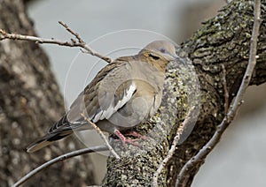 White-winged dove, binomial name Zenaida asiatica, perched in a leafless tree in Dallas, Texas.