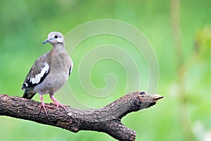 White winged dove on branch photo