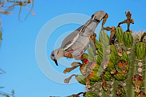 White-Winged Dove On Cactus photo