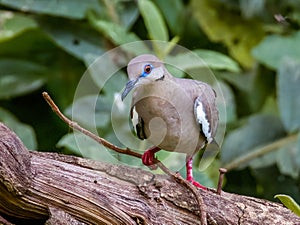 White-winged Dove in Costa Rica photo
