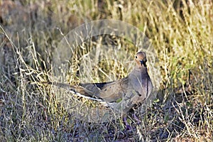 White winged dove in Las Cruces, New Mexico