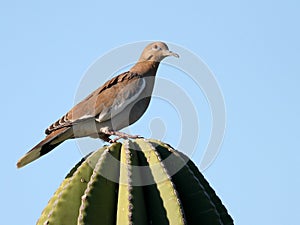 White-winged Dove in Mexico photo