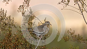 White winged dove perched in creosote bush in Utah, USA desert country