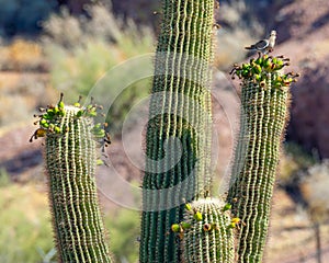 Bird Perches on Cactus Fruit photo