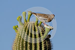 White Winged Dove on Saguaro