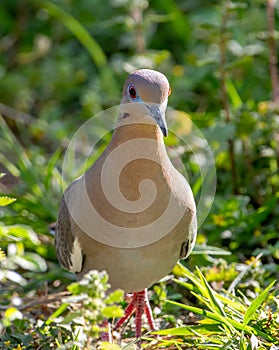 White-winged Dove in a Texas Woodland