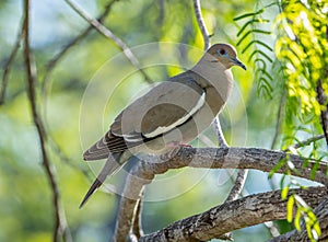 White-winged Dove in a Texas Woodland