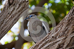 White Winged Dove on Tree Trunk