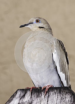 White-Winged Dove on Wood Fence