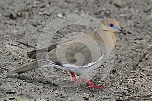 White-winged Dove (Zenaida asiatica)