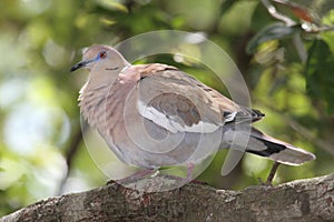 White-winged Dove (Zenaida asiatica) photo