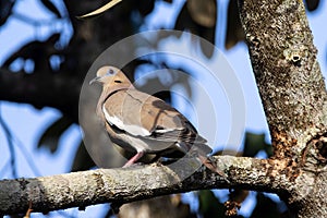 White winged dove, Zenaida asiatica, in a tree