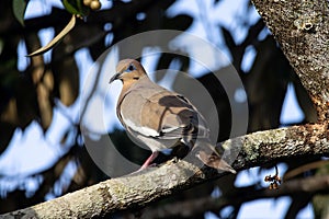 White winged dove, Zenaida asiatica, in a tree