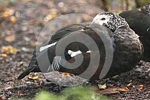 White-winged duck