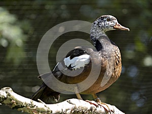 white-winged duck, Cairina scutulata, is a large, interestingly colored duck