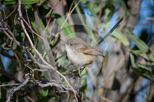 White-winged Fairywren