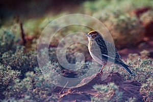 White-winged Lark or Alauda leucoptera sits on ground photo