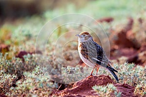 White-winged Lark or Alauda leucoptera sits on ground photo