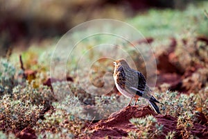 White-winged Lark or Alauda leucoptera sits on ground photo