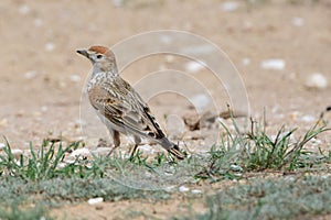 White-winged lark, or white-winged steppe lark Alauda leucoptera in the spring in the steppe looking for food. photo