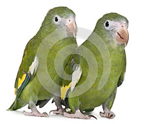 White-winged Parakeets, Brotogeris versicolurus