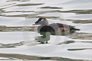 White winged Scoter bird