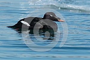 White-winged Scoter - Melanitta deglandi